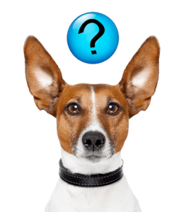 Veel gestelde vragen over buitenlandse honden ter adoptie