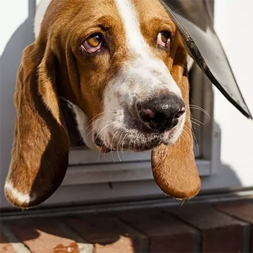 Als vrijwilliger bij Honden zonder toekomst kan je helpen met het afleggen van huisbezoekjes