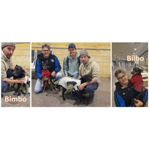 Vandaag vliegen onze vrijwilligers Barry en Gerard naar Nederland, samen met Bimbo en Bilbo.