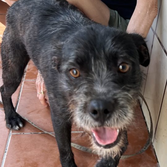 Tavo
